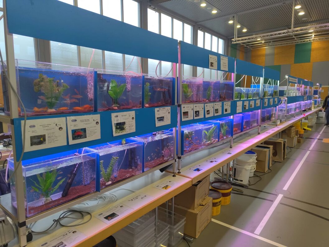 Aquaristik-Börse mit Besucherinnen und Besuchern